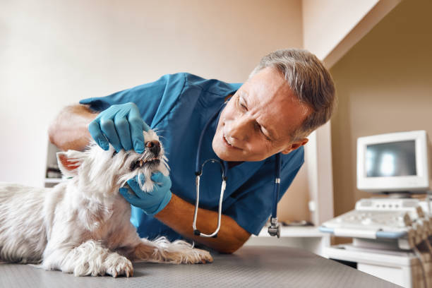 Best Weekend Emergency Dentist in Frostproof, FL
